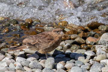 Vertical portrait of Chimango Caracara (Daptrius chimango) bird walking and looking for food on rocky ground shore