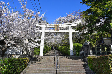 桜トンネルが美しい京都市吉田山の宗忠神社