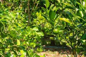 Kumjit, white krill orange, sour fruit Can be used instead of lemon.