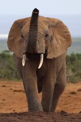 Elephant charge