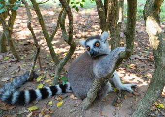 Feline lemur in the shade of tropical trees close-up