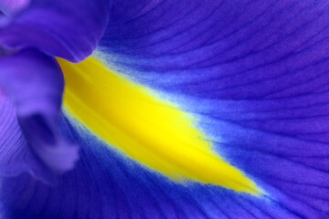 Blue and yellow iris flower close up background - 790926763