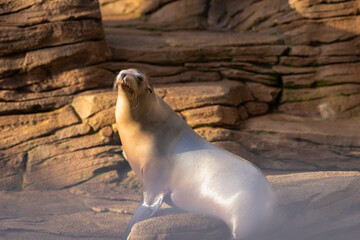 Californian sea lion (Zalophus californianus) resting on a rock. Evening light. With space for text.