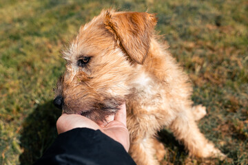 A cute soft coated wheaten terrier puppy dog rests its head in its owners hands. Showing love, trust and affection on sunny day outdoors. Sniffing peacefully