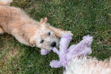 Puppy and adult soft coated wheaten terrier dogs play on grass in a sunny garden. Toy pulling play...