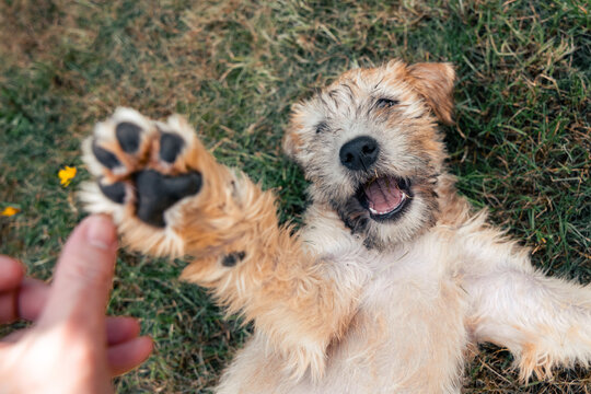 a smiling soft coated wheaten terrier puppy dog playfully bites and shows sharp teeth while doing hi 5. Outside on grass with fluffy fur and tongue