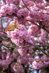 Cherry blossom - 790929104