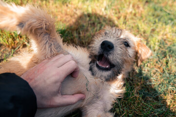 a smiling soft coated wheaten terrier puppy dog playfully bites and shows sharp teeth. Outside on...