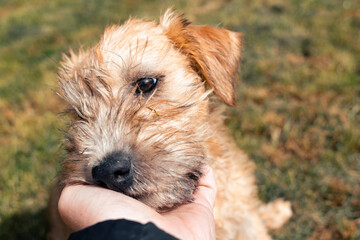 A cute soft coated wheaten terrier puppy dog rests its head in its owners hands. Showing love, trust and affection on sunny day outdoors. Sleepy eyes