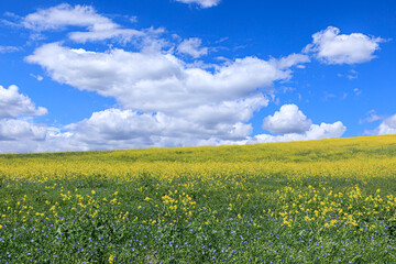 Springtime: hill with rapeseed blossoms field overlooked by clouds in Apulia,
