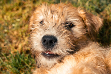 Naklejka na ściany i meble A cute soft coated wheaten terrier puppy dog lying down on grass and facing camera with paws reaching towards owner on bright sunny day. domestic pup dog cute happy funny