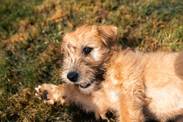 A cute soft coated wheaten terrier puppy dog lying down on grass and facing camera with paws reaching towards owner on bright sunny day. domestic pup dog cute happy funny. Selfie style