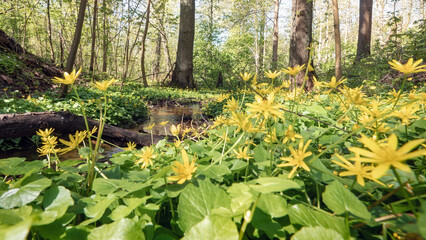 Ficaria verna in the forest (formerly Ranunculus ficaria L.), commonly known as lesser celandine or...