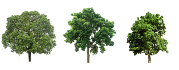 Big mango trees collection isolated on transparent backgrounds