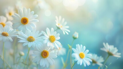 A cluster of white daisies with bright yellow centers, set against a soothing pastel blue background, ideal for peaceful, tranquil imagery