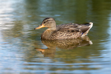 Beautiful cute duck swimming in the water in profile. Crystal clear water and the play of wonderful...