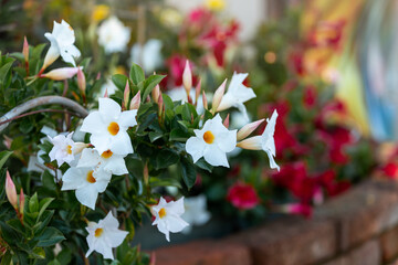 Beautiful white flowered Mandevilla (Dipladenia, Brazilian Jasmine, Chilean Jasmine) Dipladenia...