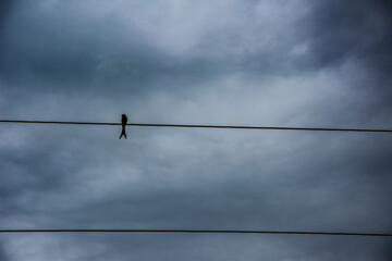 A bird sitting on an electric cable in  cloudy weather