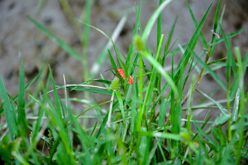 Red cotton bug sitting on grass