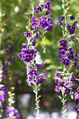 Showy sky flowers with green leaves. (Duranta erecta, Golden Dew Drop, Pigeon Berry)