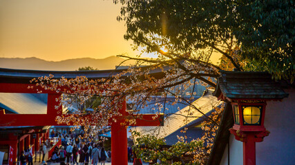 a red shrine and a lantern in the evening sunlight with cherry blossoms and a view of the mountains...