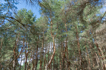 Old pine forest on sunny day. Panorama of natural coniferous trees. Evergreen trunks of spruce plant in woodland. Getting away from it urban problems on wonderland of pine grove. Wildlife landscape.