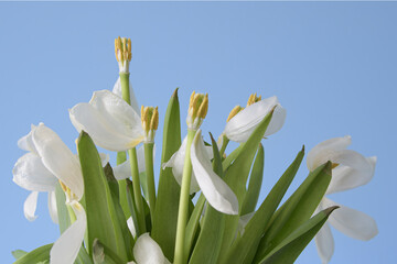 A bunch of white flowers with green stems are in a vase. With white faded white tulips in a Chinese...