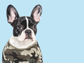 Adorable puppy and military shirt. Closeup, indoors. Studio shot. Congratulations for family, loved ones, relatives, friends and colleagues. Pets care concept