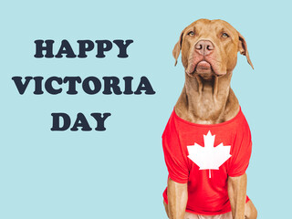 Happy Victoria Day. Cute puppy and Canadian Flag. Close-up, indoors. Studio shot. Congratulations for family, loved ones, friends and colleagues. Pets care concept