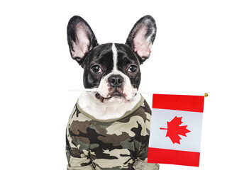 Adorable puppy dog, Canadian Flag and military shirt. Close-up, indoors. Studio shot. Congratulations for family, loved ones, relatives, friends and colleagues. Pets care concept