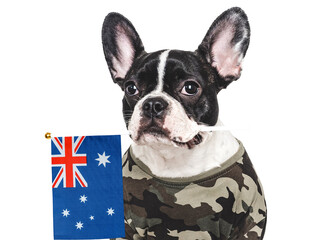 Cute brown puppy, military shirt and Australian Flag. Closeup, indoors. Studio shot. Congratulations for family, loved ones, relatives, friends and colleagues. Pets care concept