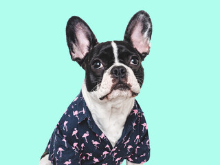 Cute puppy and stylish shirt. Isolated background. Closeup, indoors. Studio photo. Day light. Beauty and fashion. Concept of care, education, training and raising pets