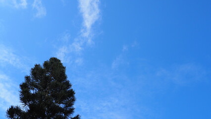 Top of pine tree on front left, under blue sky with a strand of cloud from tree top