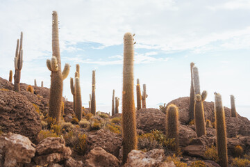 Beautiful big cactus in Incahuasi island on Salar de Uyuni salt flats, Bolivia