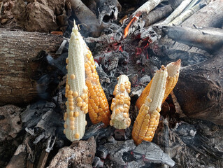 Jagung Bakar is traditional food in Indonesia. Hot sweet corn being roasted on fire place.