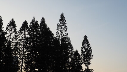 Full screen background with silhouette of pine trees against dark blue sky of evening