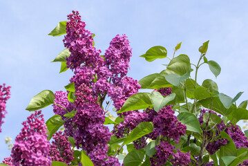 A purple lilac flower with green leaves is blooming in the sky