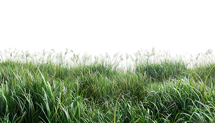 Obraz premium 3D rendering transparent backgrounds green grass field cut out, lawn, nature, environment