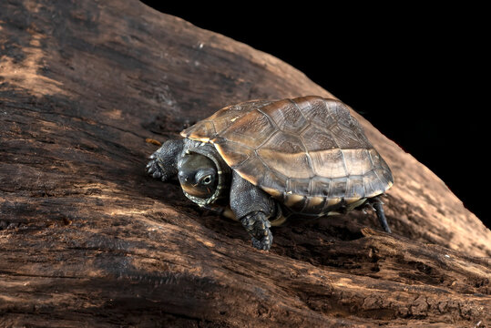 Chinese pond turtles on a tree log