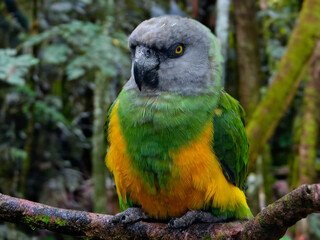 The Senegal parrot (Poicephalus senegalus). Senegal parrot photographed in South Africa. on a tree, macro. bird in nature