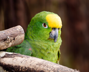 Yellow Napped Parrot Perched on a Branch Amazon.