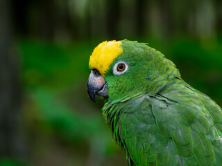 Yellow Napped Parrot Perched on a Branch Amazon.