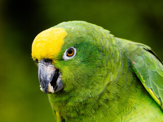 Yellow Napped Parrot Perched on a Branch Amazon.