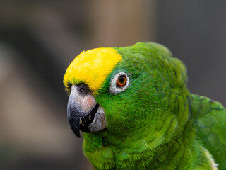 Yellow Napped Parrot Perched on a Branch Amazon.