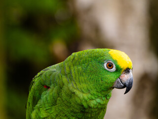 Yellow Napped Parrot Perched on a Branch Amazon.