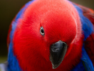 Eclectus Parrot found in Australia. Close up of the side of a red parrot's face. Beautiful Eclectus...