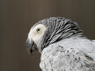 Congo African Grey red cake parrot. Timneh African Grey ruffles his neck feathers.