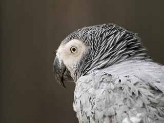 Congo African Grey red cake parrot. Timneh African Grey ruffles his neck feathers.