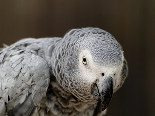 Congo African Grey red cake parrot. Timneh African Grey ruffles his neck feathers.