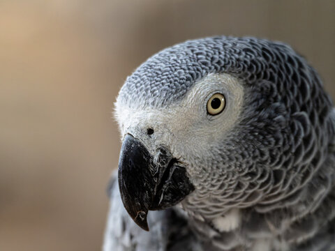 Congo African Grey red cake parrot. Timneh African Grey ruffles his neck feathers.